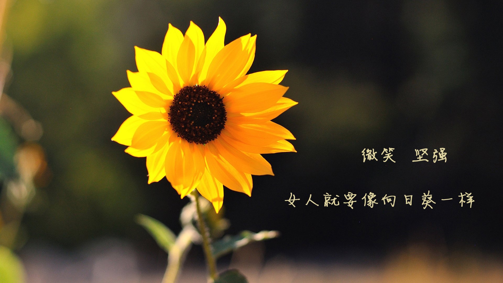 九游9游-史上最年轻的MVP候选人名单公布，谁能摘冠？，最年轻mvp多少岁