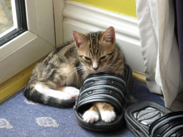 九游网-李娜成为知名运动品牌形象大使，李娜成为知名运动品牌形象大使的原因